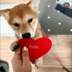 achi logo