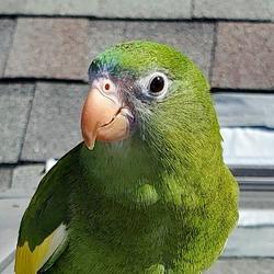 Bebe The Parrot logo