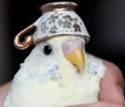 birb logo