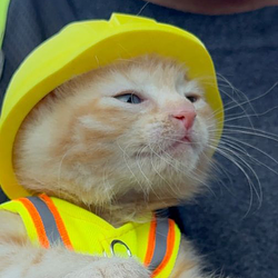 cat wif helmet logo