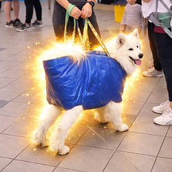 dog in a bag logo