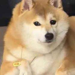 doge秽土转生版真名 logo
