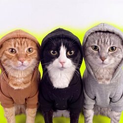 HOODCATS logo