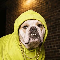 HOODIE logo