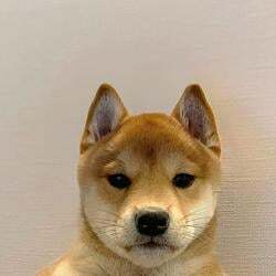 It's just a Dog logo