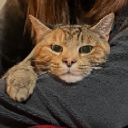 Justice for Marlee logo