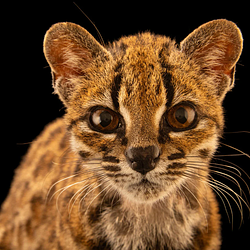 Leopardus Tilcayo logo