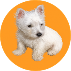 LilyBux logo