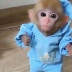 monke logo