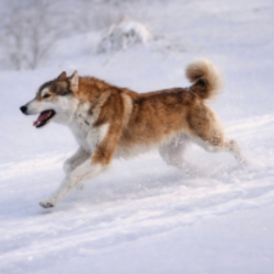 Nietzschean Dog logo