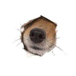 nose logo