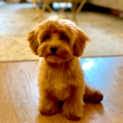 Pooch logo