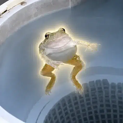 spinning frog logo